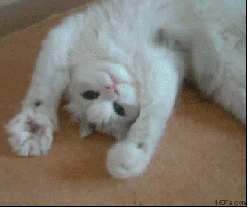 4cfbf334048ee79ae6cdf0019d570f778cd55273.gif